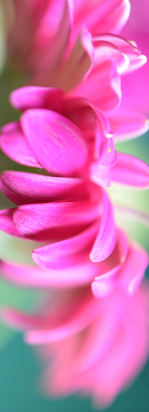 Roze bloem, fotografie door Koekka